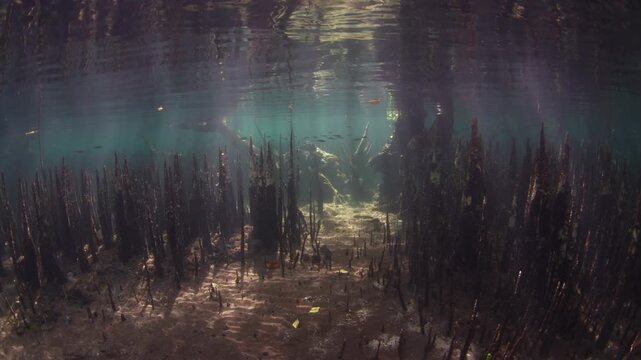 Sharp roots, called pneumatophores, rise from the shallow seafloor of a mangrove forest along the coast of Lembata, Indonesia. This type of root is used by black mangrove trees to capture oxygen.