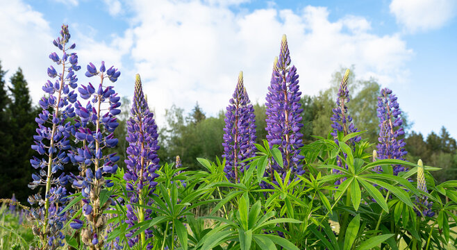 Wild lupins on a meadow in Germany, purple colored flowers in summer, lupine field blooming