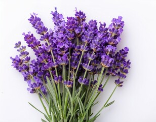 Lavender flowers isolated on white background top view