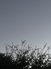 Silhouettes of bare branches reach towards the sky, with a thin crescent moon barely visible against the fading twilight, creating a quiet, contemplative mood.