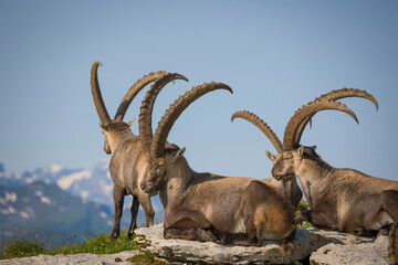 Group of Capricorns igh in the mountain