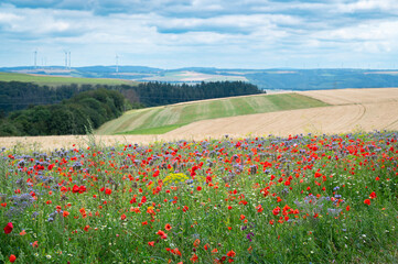 Meadow with poppy, daisy and flaxseed flowers, blooming wildflower field, nature in summer, environment and ecology concept, wheat field 