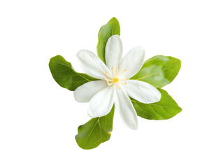 Elegant white flower with green leaves on a white background, perfect for nature-themed designs and botanical illustrations.
