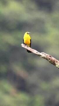 A yellow oriole (Chango Oriolino) perched on a branch with a blurred natural background