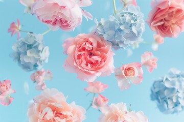 Fototapeta premium big flying roses and peonies in pastel pastel pink colors and blue hydrangeas on a pastel blue background