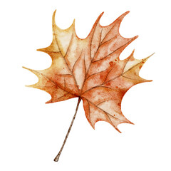 Watercolor Autumn Maple Leaf Illustration. Hand Drawn Botanical Art for Seasonal fall decor or Halloween invitations on isolated background. Drawing for Harvest festival on isolated background.