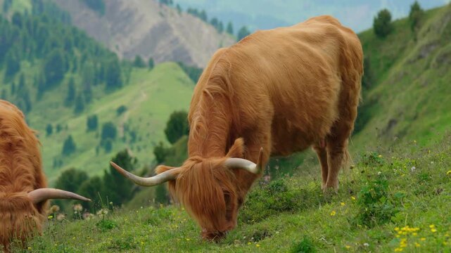 wild con in the middle of the mountains eating green grass