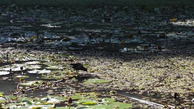  Galinha d'&aacute;gua alimentando, ave aqu&aacute;tica Common Gallinule, 