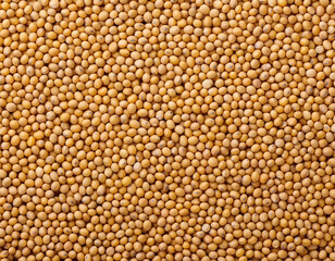 Fototapeta premium Background of Soybeans Texture 