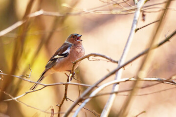 Common Chaffinch bird sitting on a branch and sing ( Fringilla coelebs )