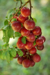 Close-up photography of a cherry plum branch with red fruits Prunus cerasifera