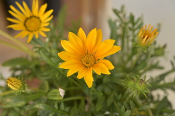 The beautiful flower Calendula arvensis in garden