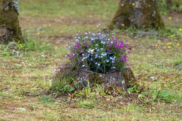 Colorful Flowers Growing on Tree Stump
