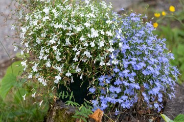 White and Blue Lobelia Flowers in Garden