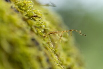 nature in space and the macro world