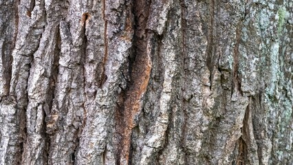 Close-Up of Rough Tree Bark Texture