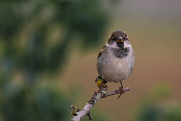 House Sparrow (Passer domesticus). Bird in its natural environment.