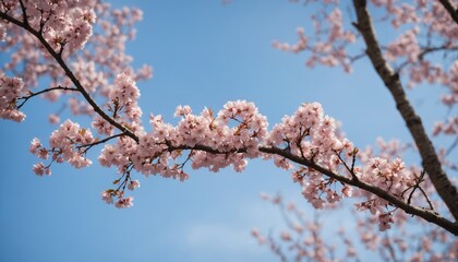 Obraz premium Delicate pink cherry blossom trees blooming under clear blue sky in springtime serenity