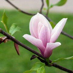 Magnolienblüten