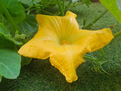 Detalles de una planta de calabaza, flor




