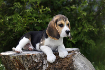 Cute little beagle puppy in nature