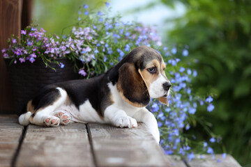 Cute little beagle puppy in nature