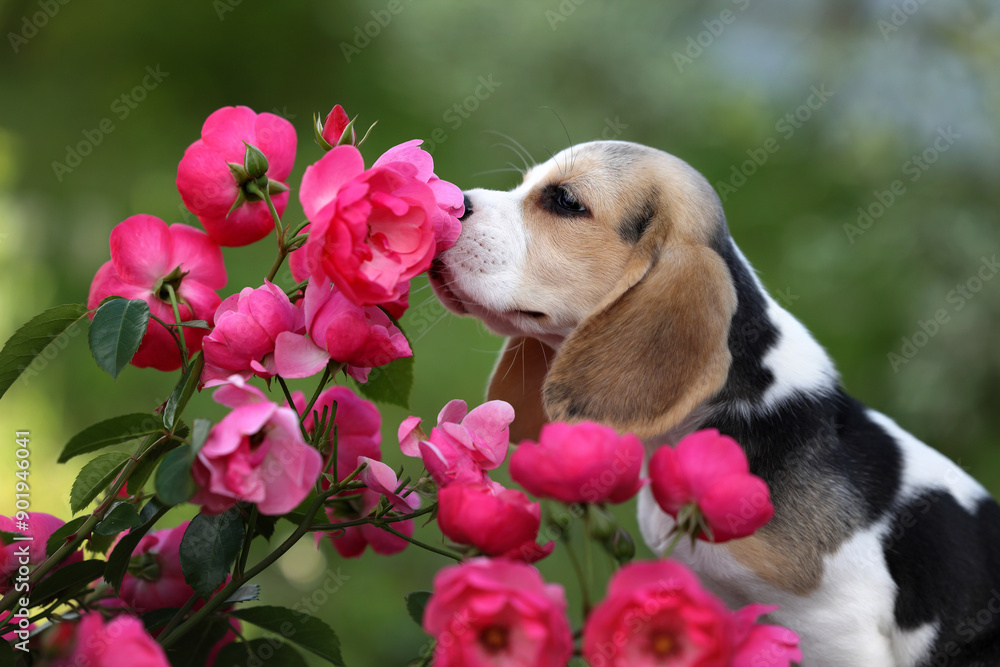 Sticker cute beagle puppy in the garden. puppy with roses