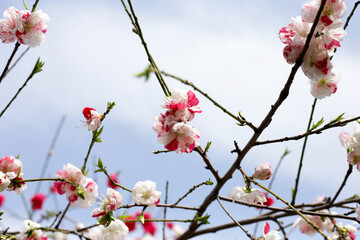 Branches of sakura flowers, cherry blossom