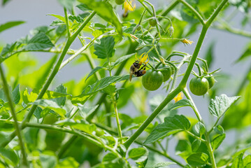 Cherry tomato plant with small tomatoes and flowers being pollinated by a bumble bee