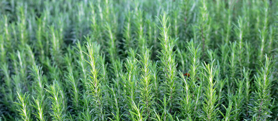 Rosemary plant, Fresh herb in the garden
