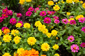 Zinnia flower in the garden