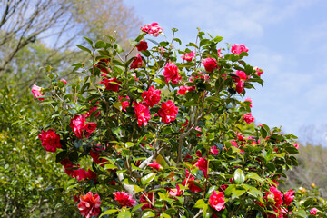 Beautiful camellia flower on tree. The Expo 70 Commemorative Park, Osaka, Japan