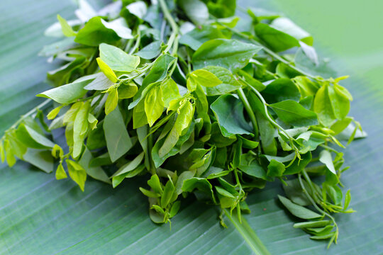 Green leaves of sauropus androgynus