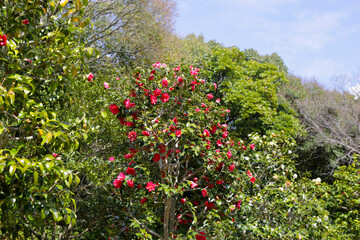 Beautiful camellia flower on tree. The Expo 70 Commemorative Park, Osaka, Japan