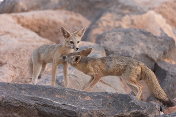 An adult Kit Fox grooms a young cub as they stand among tumbled boulders that surround the den in the desert of Southern Utah, USA in the soft light of evening before they leave to go hunting.  