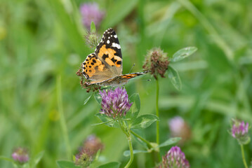 Painted Lady (Vanessa Cardui) Butterfly perched on pink flower in Zurich, Switzerland