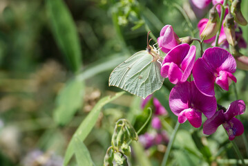 Common brimstone butterfly (Gonepteryx rhamni) sitting on a pink flower in Zurich, Switzerland