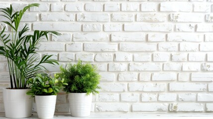 Green plants in pots against white brick with room for text Idea of indoor gardening