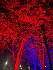 trees in red light