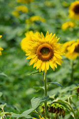 sunflower in the field