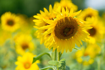 Obraz premium sunflower in the field