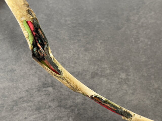 Close of of damaged electrical wire which has been eaten by rodents and then overheated causing...