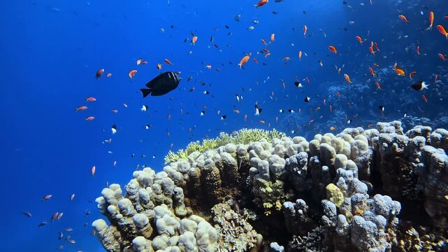 Sailfin tang (Zebrasoma desjardinii) and anthias fish swimming around the coral reef. Sharm el Sheikh, Egypt.
