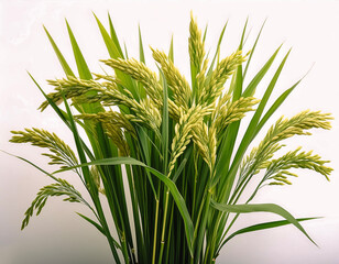 Fototapeta premium rice plants isolated on white background.