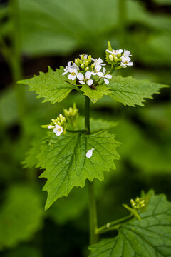 Knoblauchsrauke im Wald