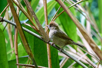 Eurasian blackcap juvenile bird close-up (Sylvia atricapilla) 