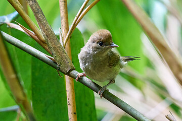 Eurasian blackcap juvenile bird close-up (Sylvia atricapilla) 