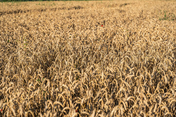 Kornfeld in allen Blickwinkeln