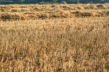 Kornfeld in allen Blickwinkeln