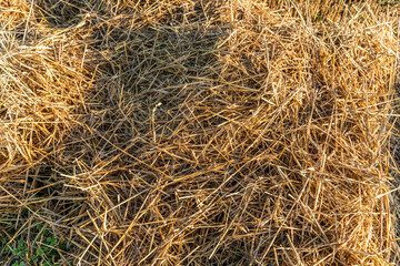 Kornfeld in allen Blickwinkeln